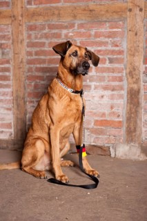 Mixed-breed dog