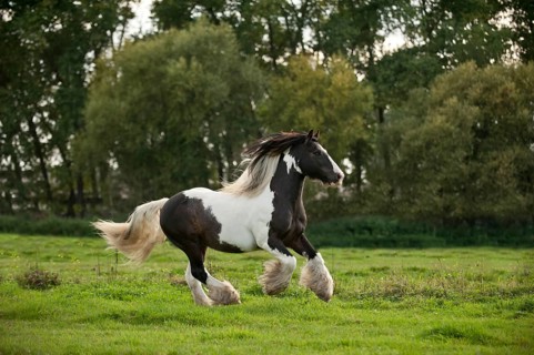 Irish Tinker galloping across a meadow