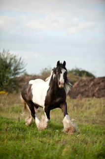 Irish Tinker trotting across a meadow