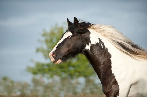 Irish Tinker