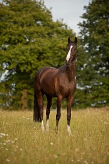 Hanoverian horse standing in a meadow