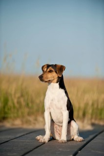 Sitting Dansk-Svensk Gardshund or Danish-Swedish Farmdog