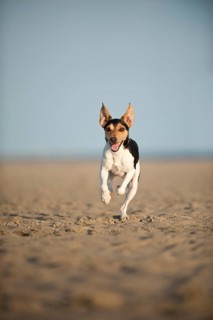 Dansk-Svensk Gardshund or Danish-Swedish Farmdog running on the beach