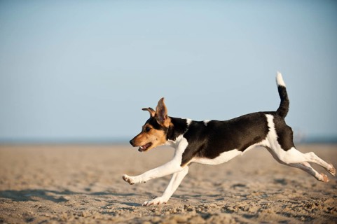 Dansk-Svensk Gardshund or Danish-Swedish Farmdog running along the beach