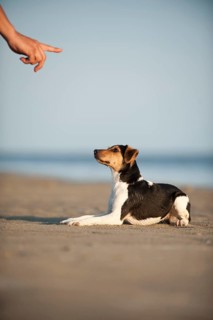Dansk-Svensk Gardshund or Danishâ€“Swedish Farmdog lying on command