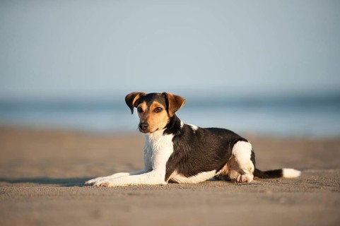 Lying Dansk-Svensk Gardshund or Danishâ€“Swedish Farmdog