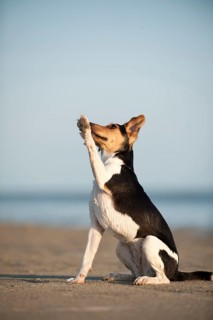 Sitting Dansk-Svensk Gardshund or Danishâ€“Swedish Farmdog offering its paw