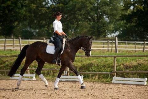 Woman trotting on a Hanoverian horse