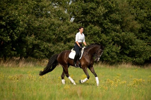 Woman riding a Hanoverian horse across a meadow