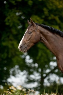 Hanoverian horse