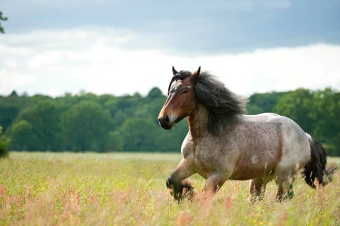 Belgian Draft Horse galloping across a meadow