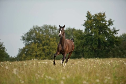Hanoverian horse galloping across a meadow