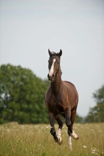 Hanoverian horse galloping across a meadow