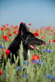 Border Collie in a poppy field