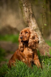 Cocker Spaniel