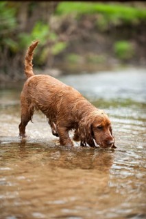 Cocker Spaniel