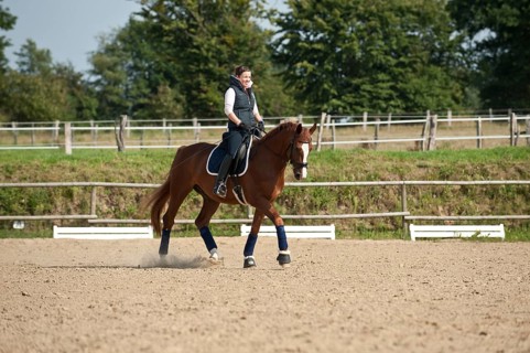Woman riding a galloping Hanoverian horse