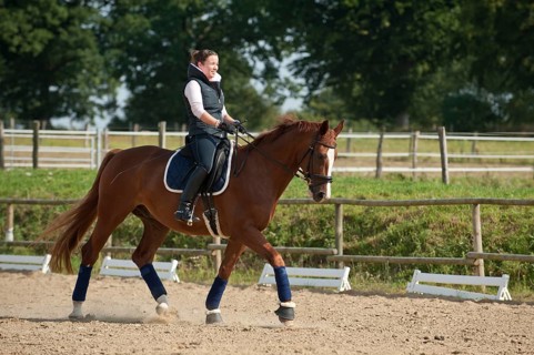 Woman riding a trotting Hanoverian horse