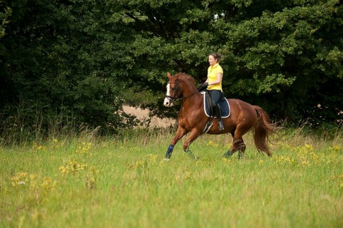 Woman riding a galloping Hanoverian horse in a meadow