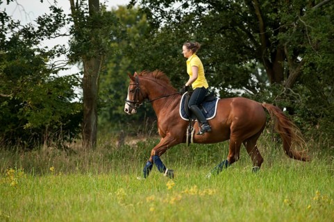 Woman riding a galloping Hanoverian horse in a meadow