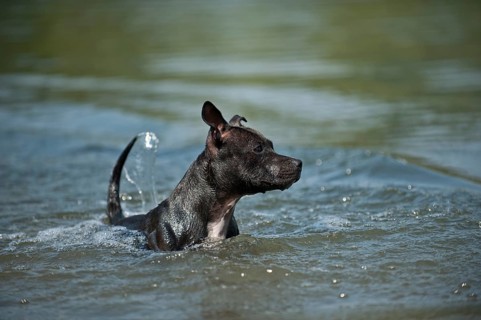 Old English Staffordshire Bull Terrier