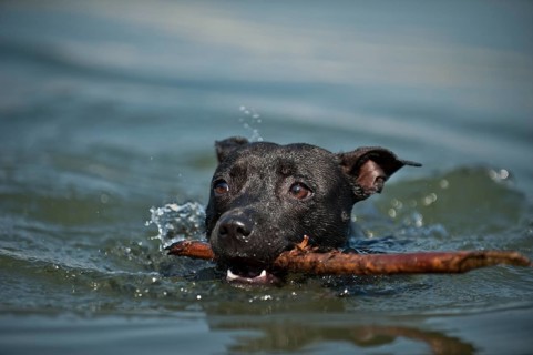 Old English Staffordshire Bull Terrier