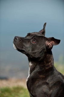 Portrait of a dog