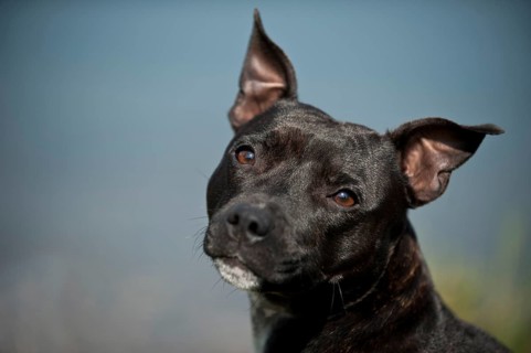 Portrait of a dog