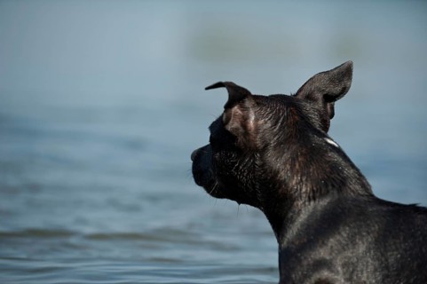 Old English Staffordshire Bull Terrier