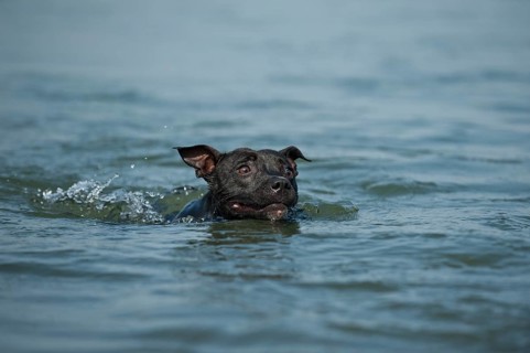 Old English Staffordshire Bull Terrier