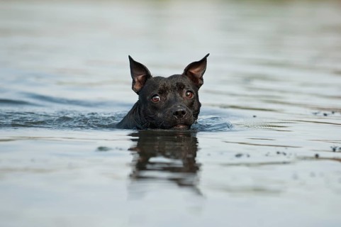 Old English Staffordshire Bull Terrier