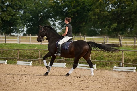 Woman riding a galloping Holsteiner horse