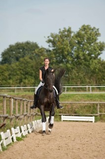 Woman riding a galloping Holsteiner horse