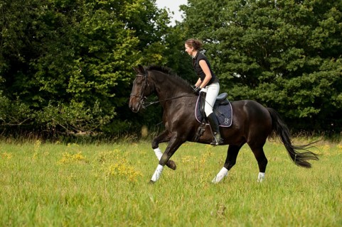 Woman riding a galloping Holsteiner horse across a meadow