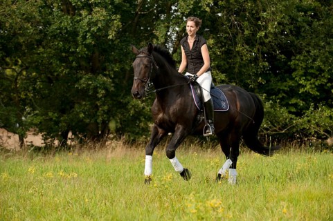 Woman riding a galloping Holsteiner horse across a meadow