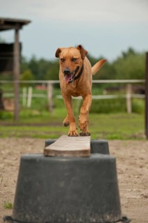 Rhodesian Ridgeback mixed breed dog balancing on a beam