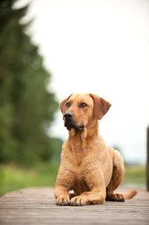 Rhodesian Ridgeback mixed breed dog lying on a dock