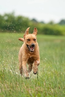 Rhodesian Ridgeback mixed breed dog running across a meadow
