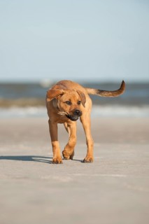 Young mixed-breed dog retrieving a shell on the beach