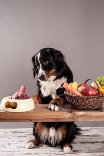 Bernese Mountain Dog sitting next to a bowl of raw meat and a basket of fruit and vegetables
