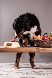 Bernese Mountain Dog sitting next to a bowl of raw meat and a basket of fruit and vegetables