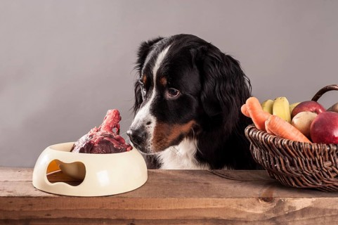 Bernese Mountain Dog sitting next to a bowl of raw meat and a basket of fruit and vegetables