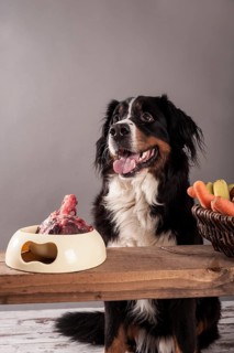 Bernese Mountain Dog sitting next to a bowl of raw meat and a basket of fruit and vegetables