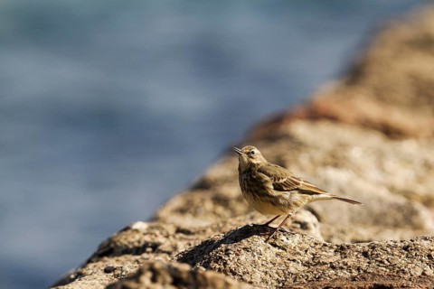 Meadow pipit (Anthus pratensis) on a breakwater on the South Devon coast