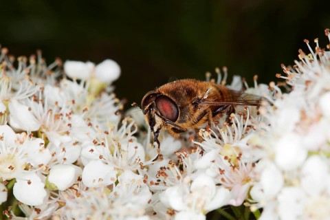 Drone fly (Eristalis tenax) on Pyracantha flowers