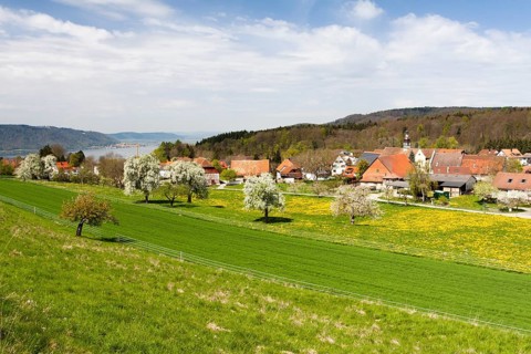 Hoedingen on Lake Constance with fruit trees in full bloom