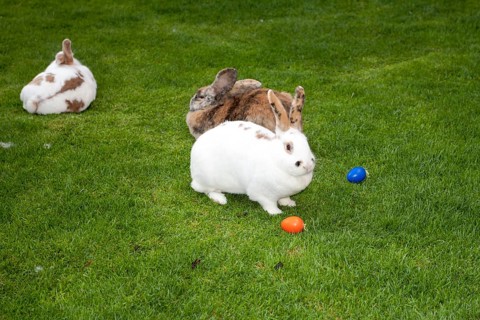 Rabbits as Easter bunnies with Easter eggs on the island of Mainau