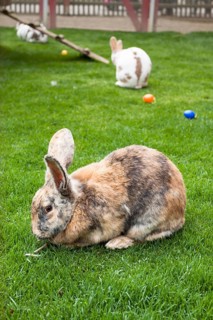 Rabbits as Easter bunnies with Easter eggs on the island of Mainau