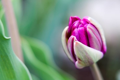 Closed purple Tulip bud (Tulipa) on the island of Mainau