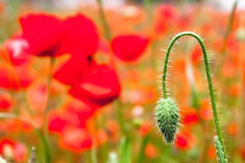 Red Poppy (Papaver rhoeas)